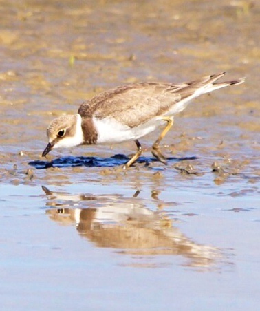 Little Ringed Plover