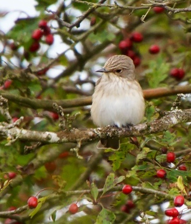 Spotted Flycatcher