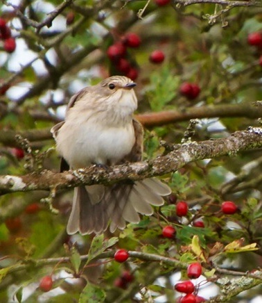 Spotted Flycatcher