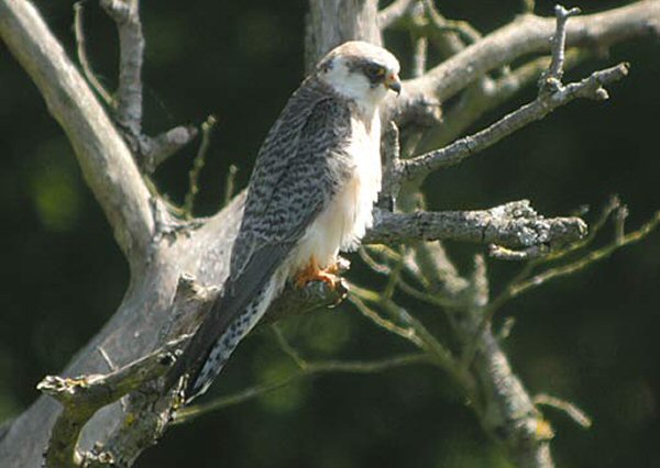 Red-footed Falcon