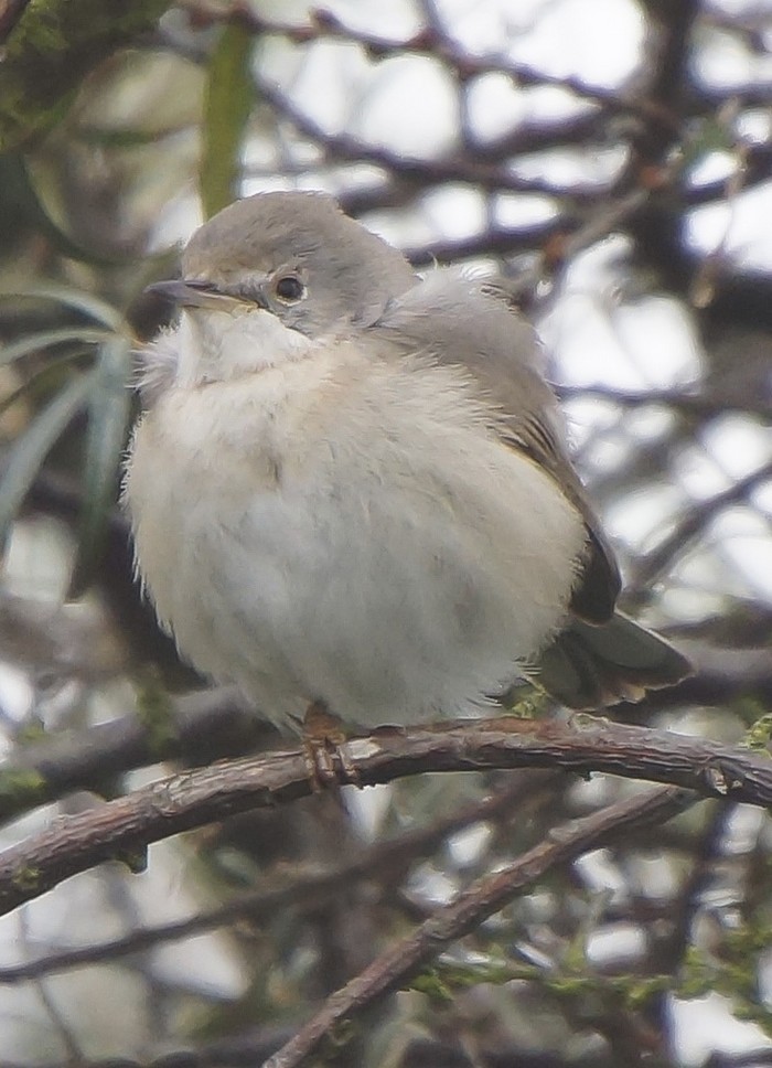 Eastern Subalpine Warbler