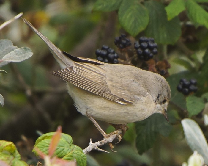 Eastern Subalpine Warbler
