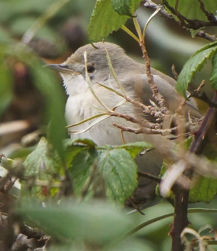 Eastern Subalpine Warbler