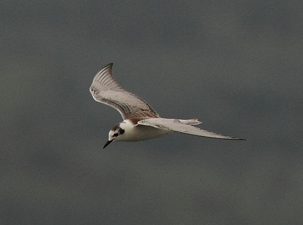 White-winged Black Tern