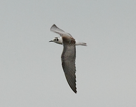 White-winged Black Tern