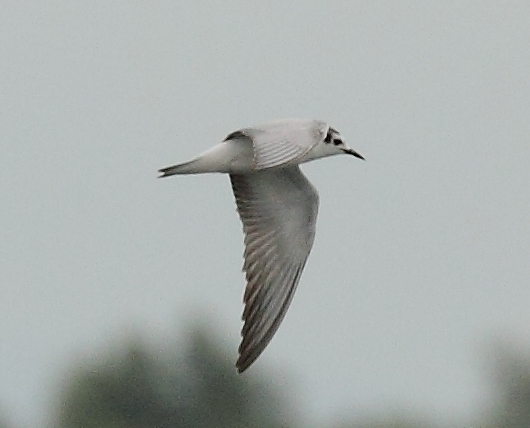 White-winged Black Tern