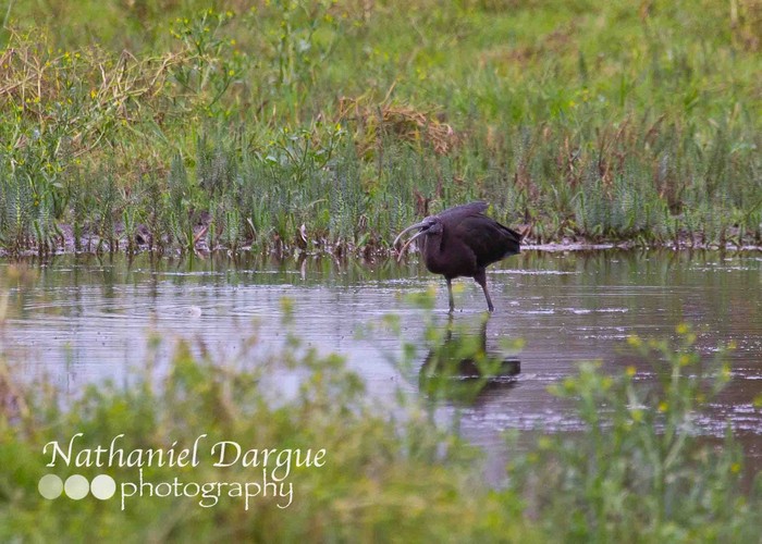 Glossy Ibis
