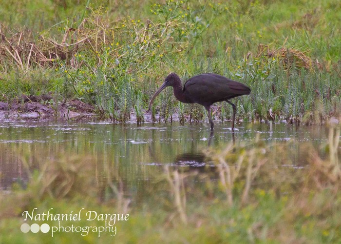 Glossy Ibis