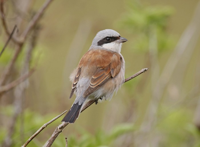 Red-backed Shrike