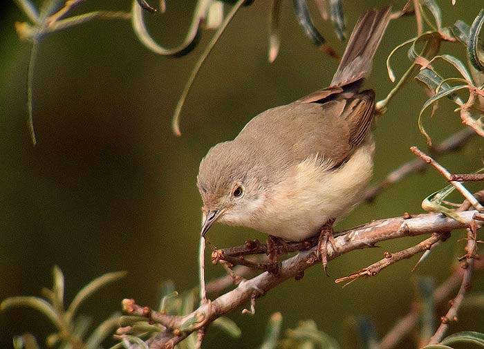 Eastern Subalpine Warbler