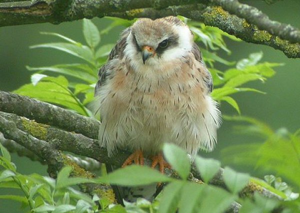 Red-footed Falcon