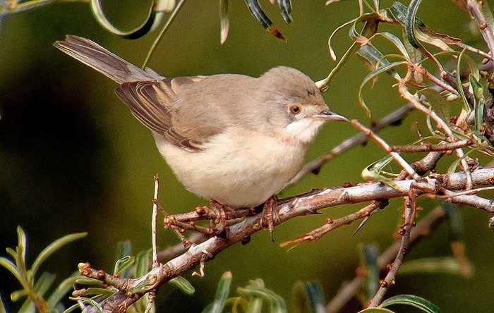 Eastern Subalpine Warbler