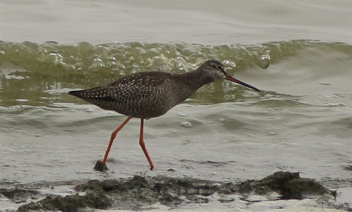 Spotted Redshank