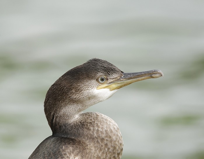 Shag