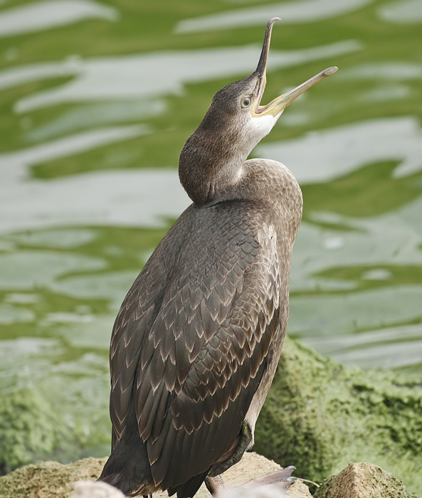 Shag