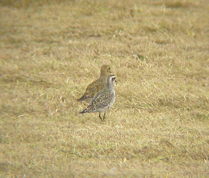 American Golden Plover