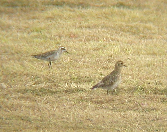 American Golden Plover