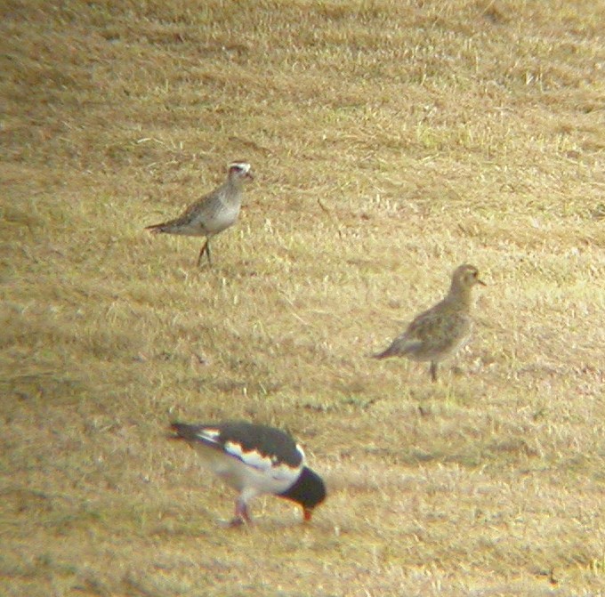 American Golden Plover