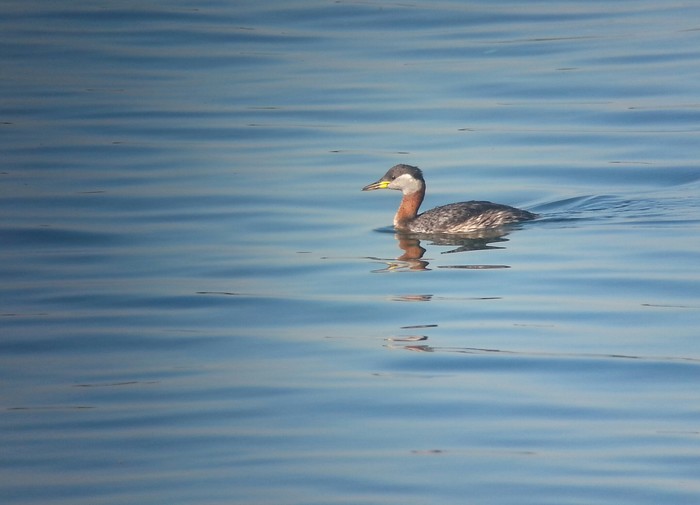 Red-necked Grebe