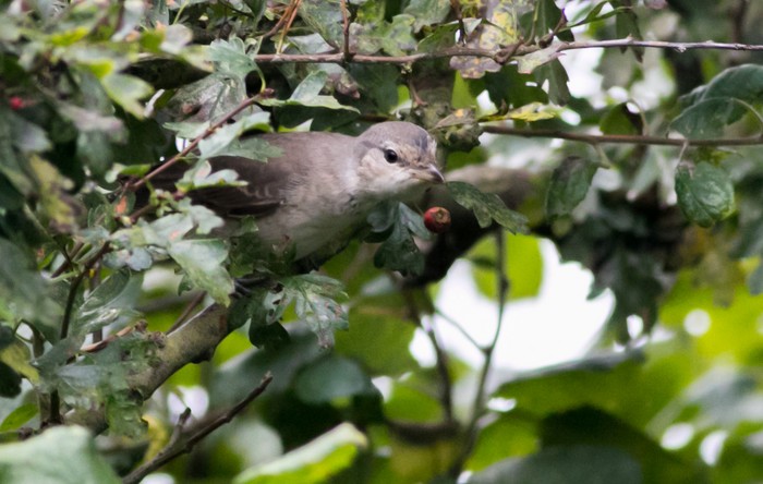 Barred Warbler