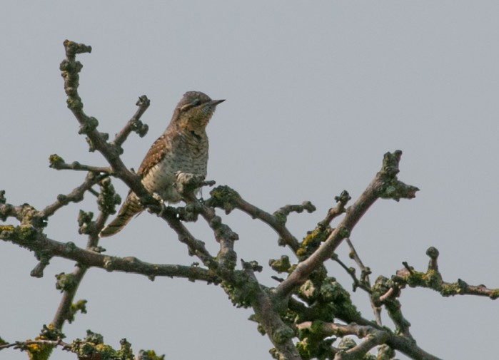 Wryneck