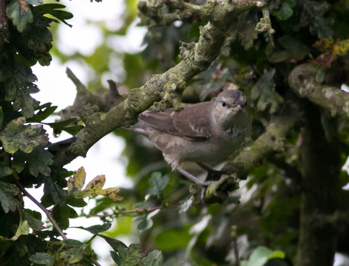 Barred Warbler