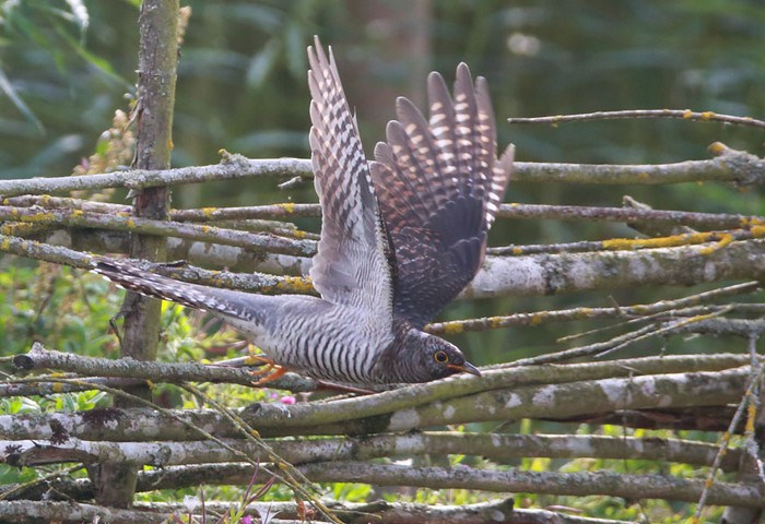 Cuckoo