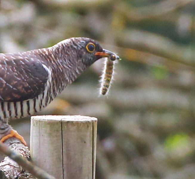 Cuckoo
