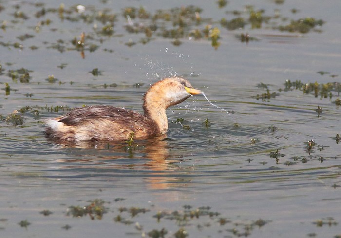 Little Grebe