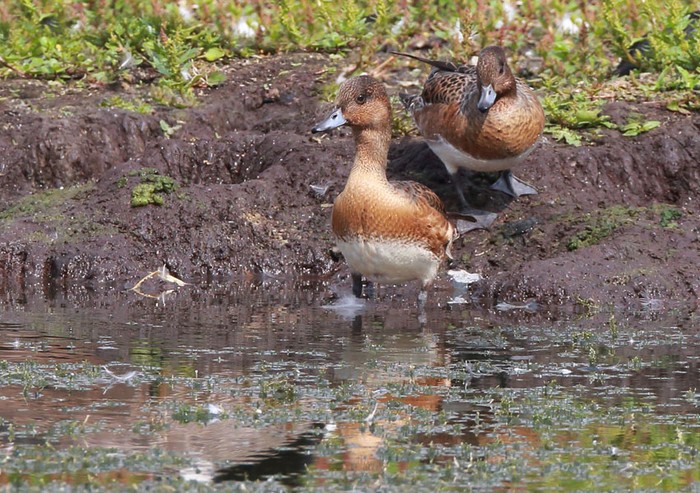 Wigeon