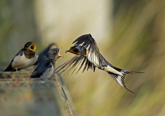 Swallow