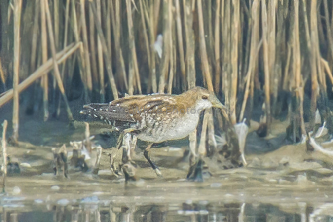 Little Crake