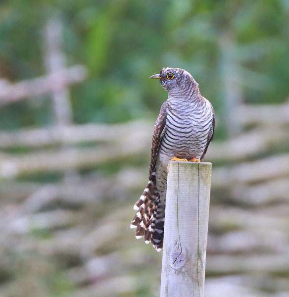 Cuckoo
