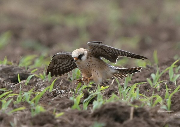 Red-footed Falcon