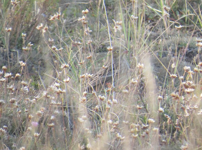 Ortolan Bunting