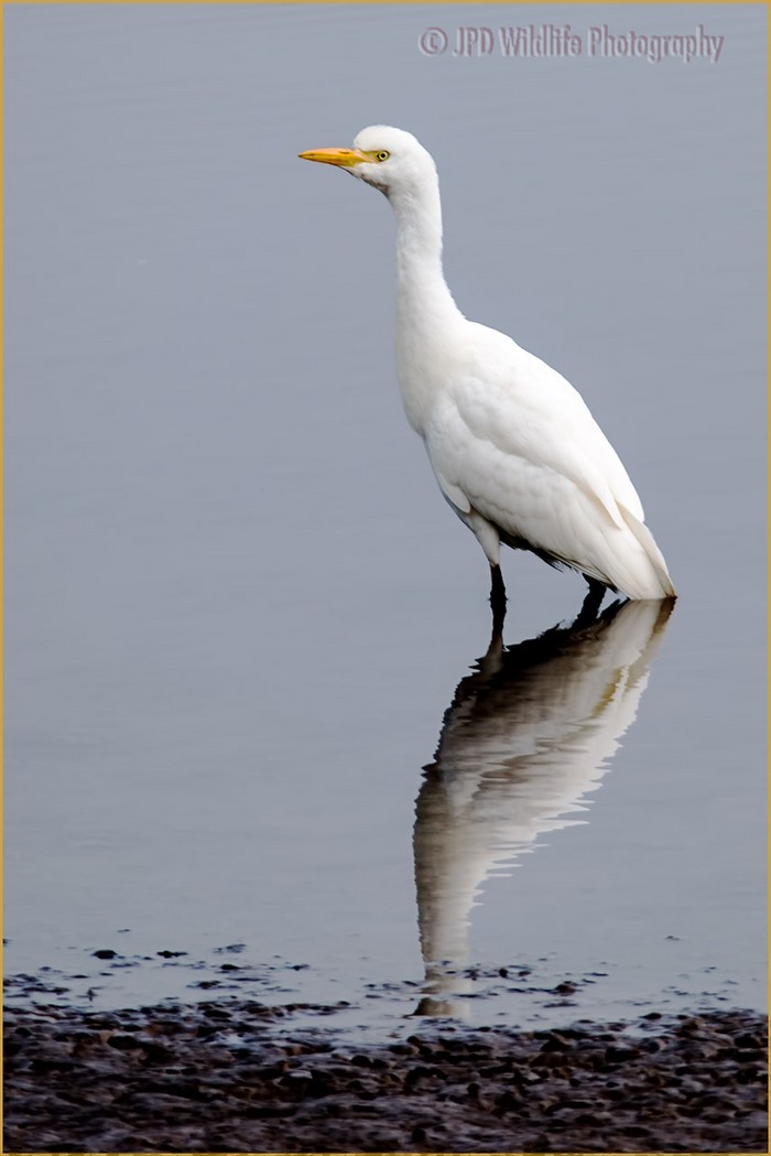 Cattle Egret