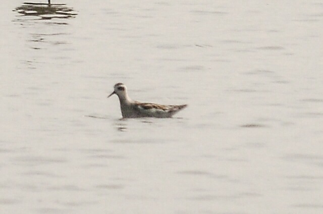 Red-necked Phalarope