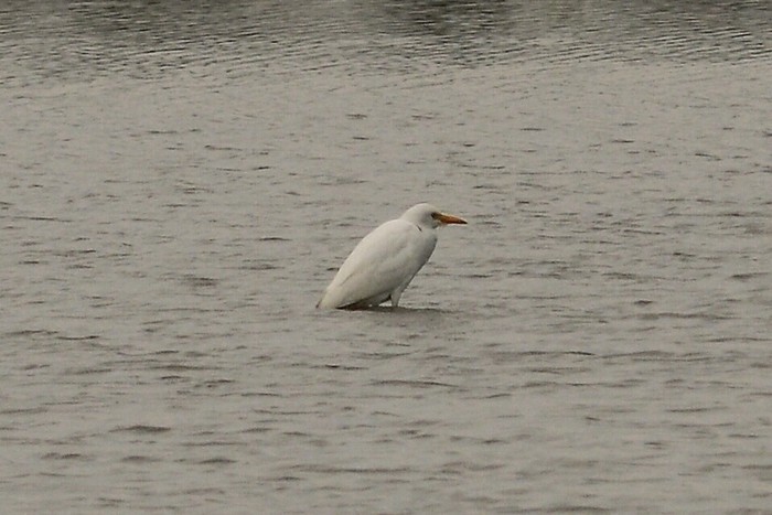 Cattle Egret