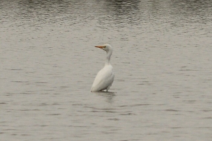 Cattle Egret