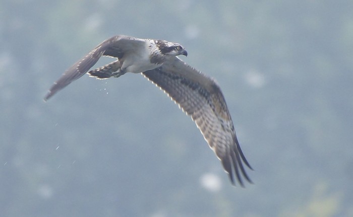 Osprey