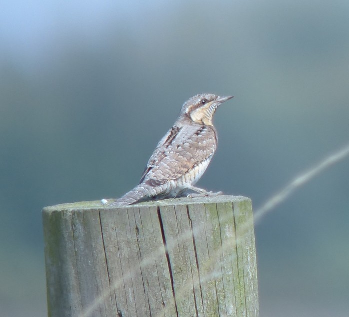 Wryneck