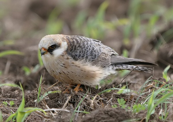 Red-footed Falcon