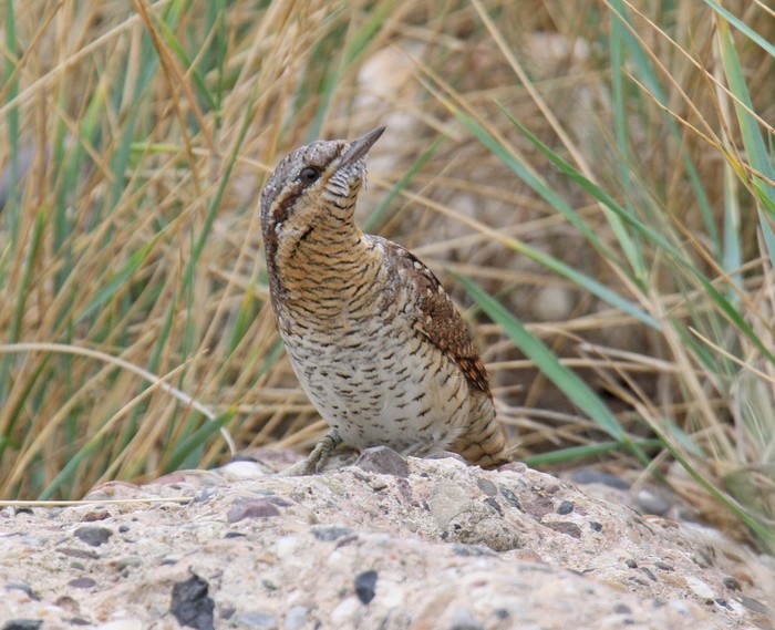 Wryneck