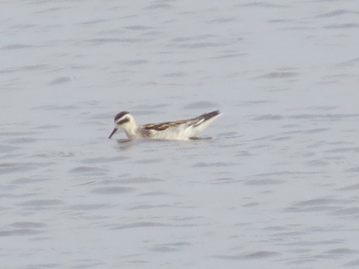 Red-necked Phalarope