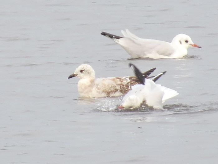 Mediterranean Gull