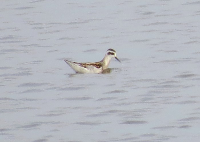 Red-necked Phalarope
