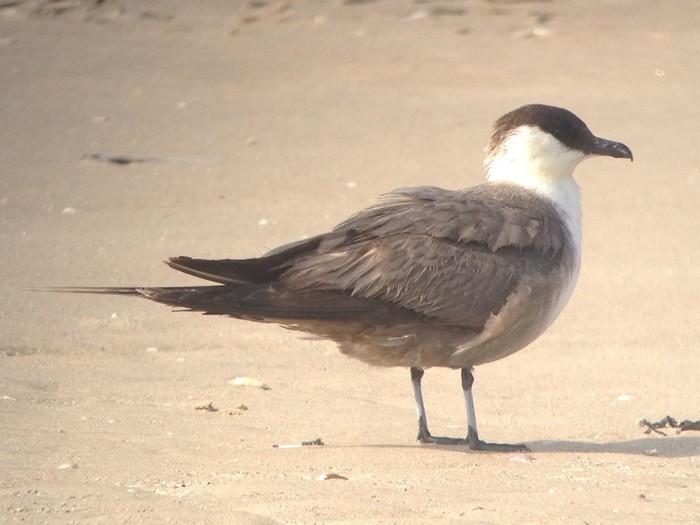 Long-tailed Skua