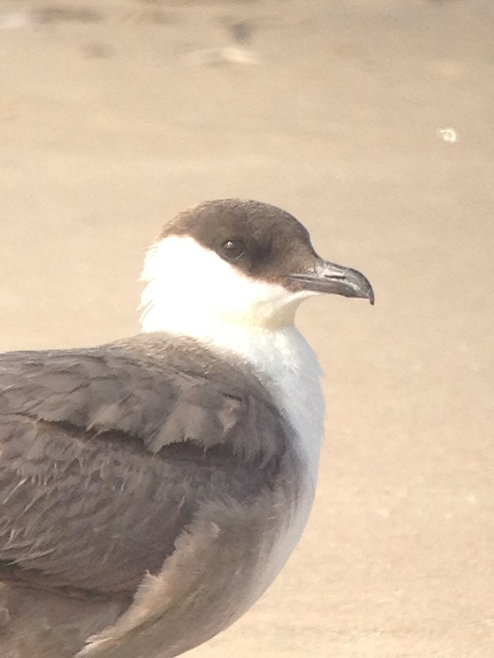 Long-tailed Skua