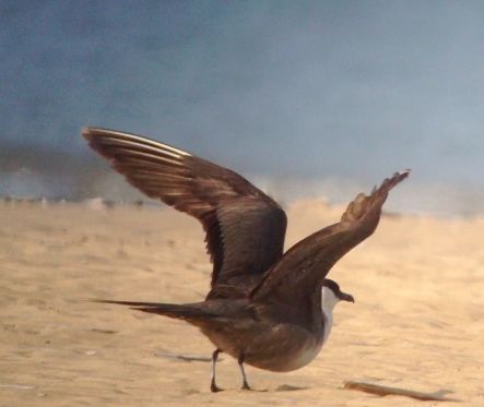 Long-tailed Skua