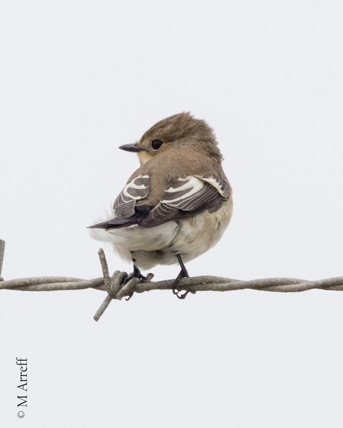 Pied Flycatcher
